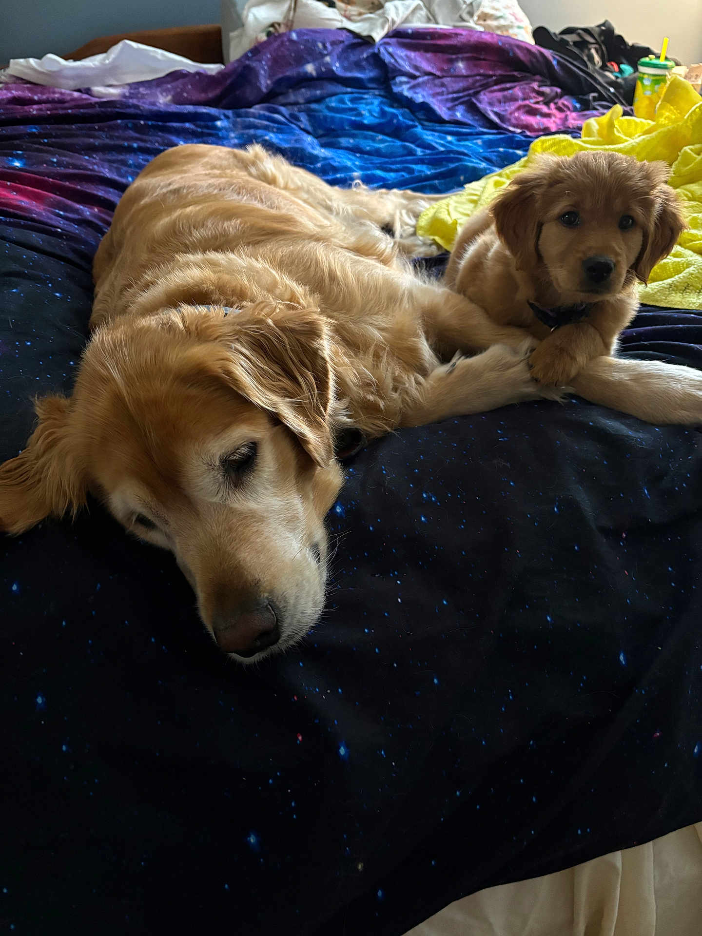 Penny is registered to the contest to win money with this photo: dog, golden_retriever, puppy, bed, blanket, resting, indoor, animal, pet, cozy, fur, cute, sleeping, companion, relaxing, mammal, domestic_animal, yellow_fur, young_dog, older_dog