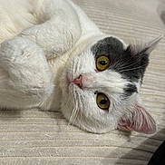 Vanille a rejoint le concours — aidez-le/la à gagner de superbes lots ! cat, white_cat, black_markings, golden_eyes, pink_nose, fluffy, pet, feline, cute, relaxed, indoor, close_up, whiskers, soft_texture, lying_down, curious, animal, mammal, domestic_cat, cozy