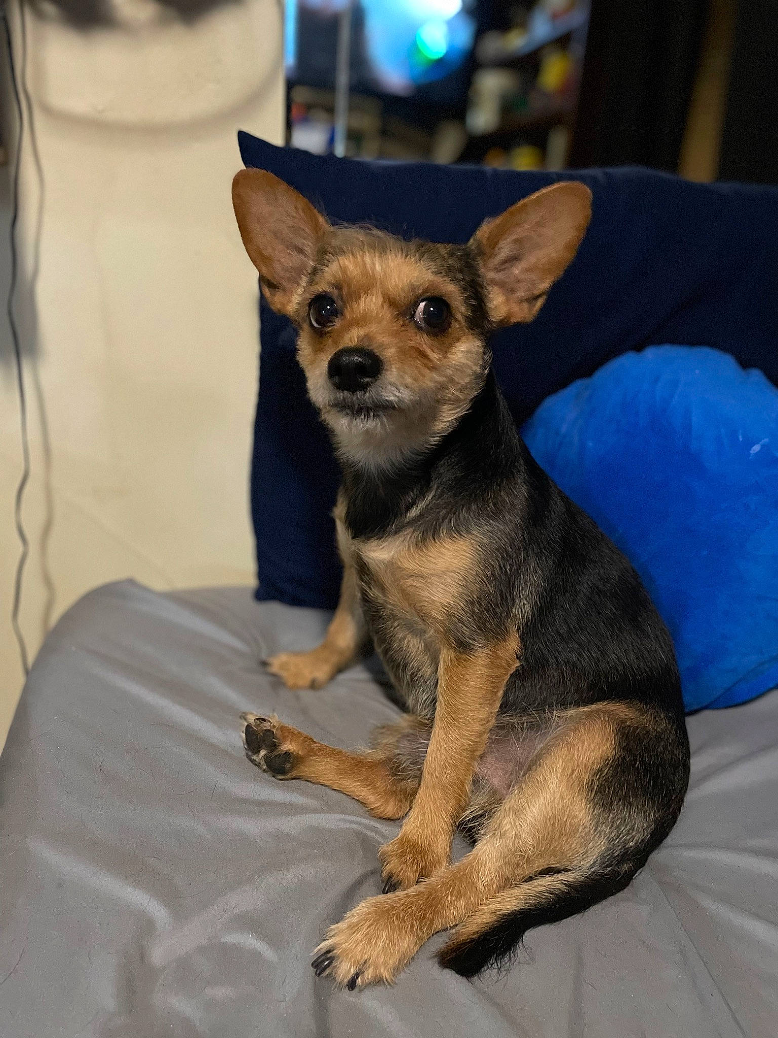 Otis is registered to the contest to win money with this photo: canidae, carnivore, comfort, companion_dog, corgi_chihuahua, dog, dog_breed, ear, fawn, fur, paw, puppy, russkiy_toy, snout, terrestrial_animal, toy_dog, whiskers, wildlife, working_animal