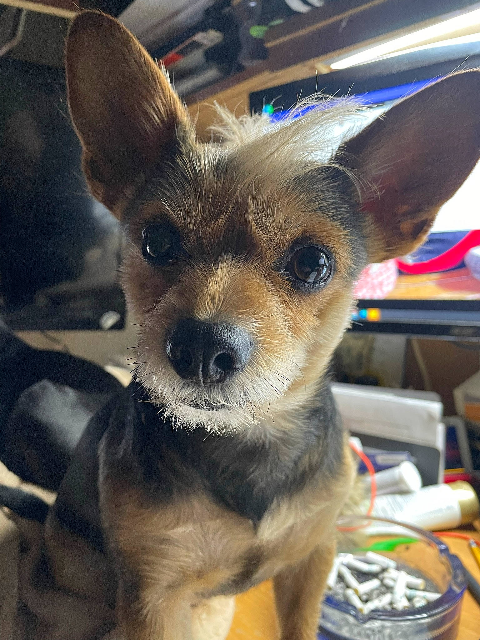 Otis is registered to the contest to win money with this photo: canidae, carnivore, companion_dog, corgi_chihuahua, dog, dog_breed, ear, eye, fawn, fur, head, human_body, snout, sporting_group, terrestrial_animal, toy_dog, whiskers, working_animal