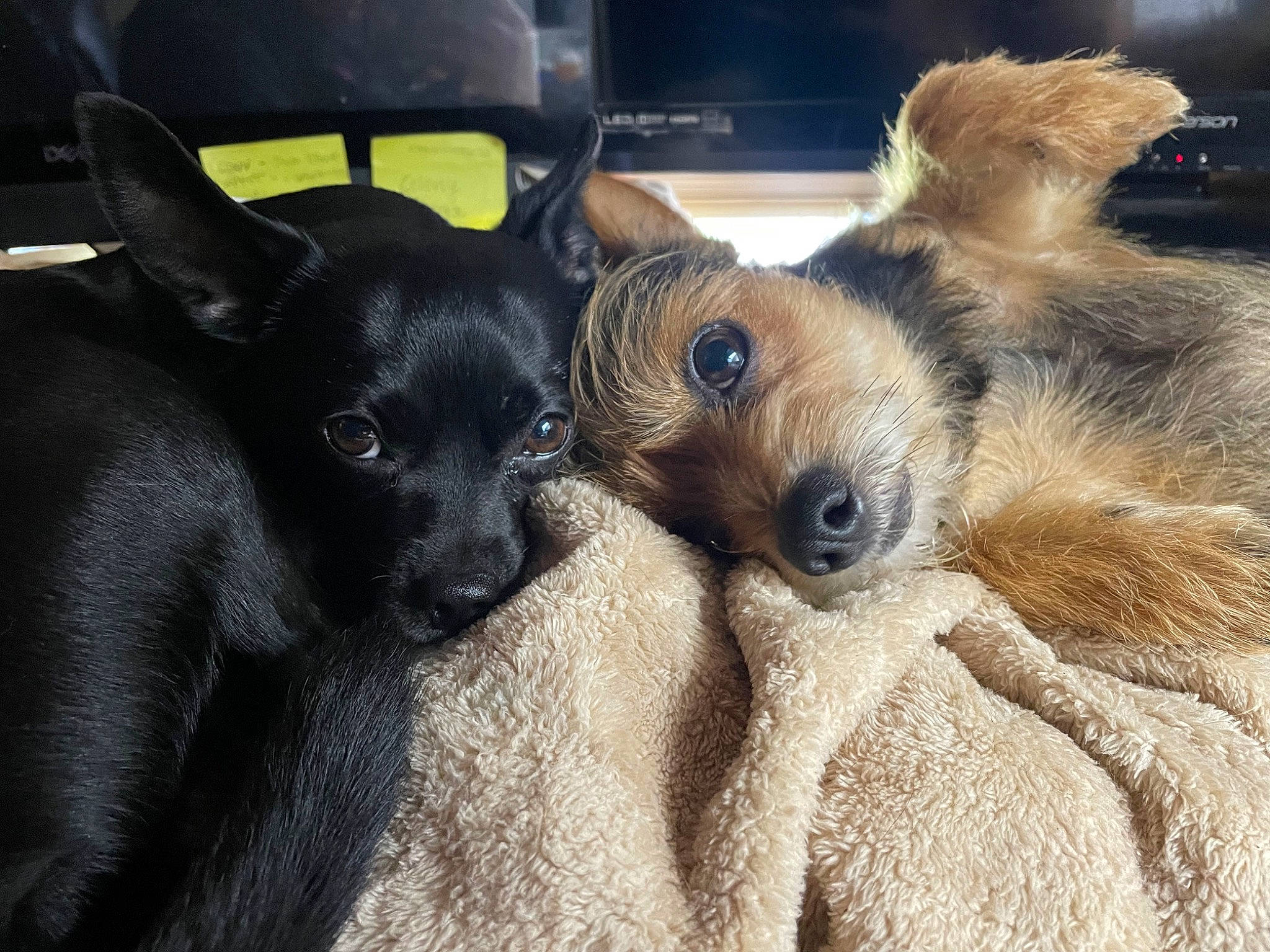 Otis is registered to the contest to win money with this photo: canidae, car_seat, carnivore, chihuahua, companion_dog, dog, dog_breed, ear, fawn, felidae, fur, nap, paw, puppy, snout, sporting_group, terrestrial_animal, toy_dog, whiskers, working_animal