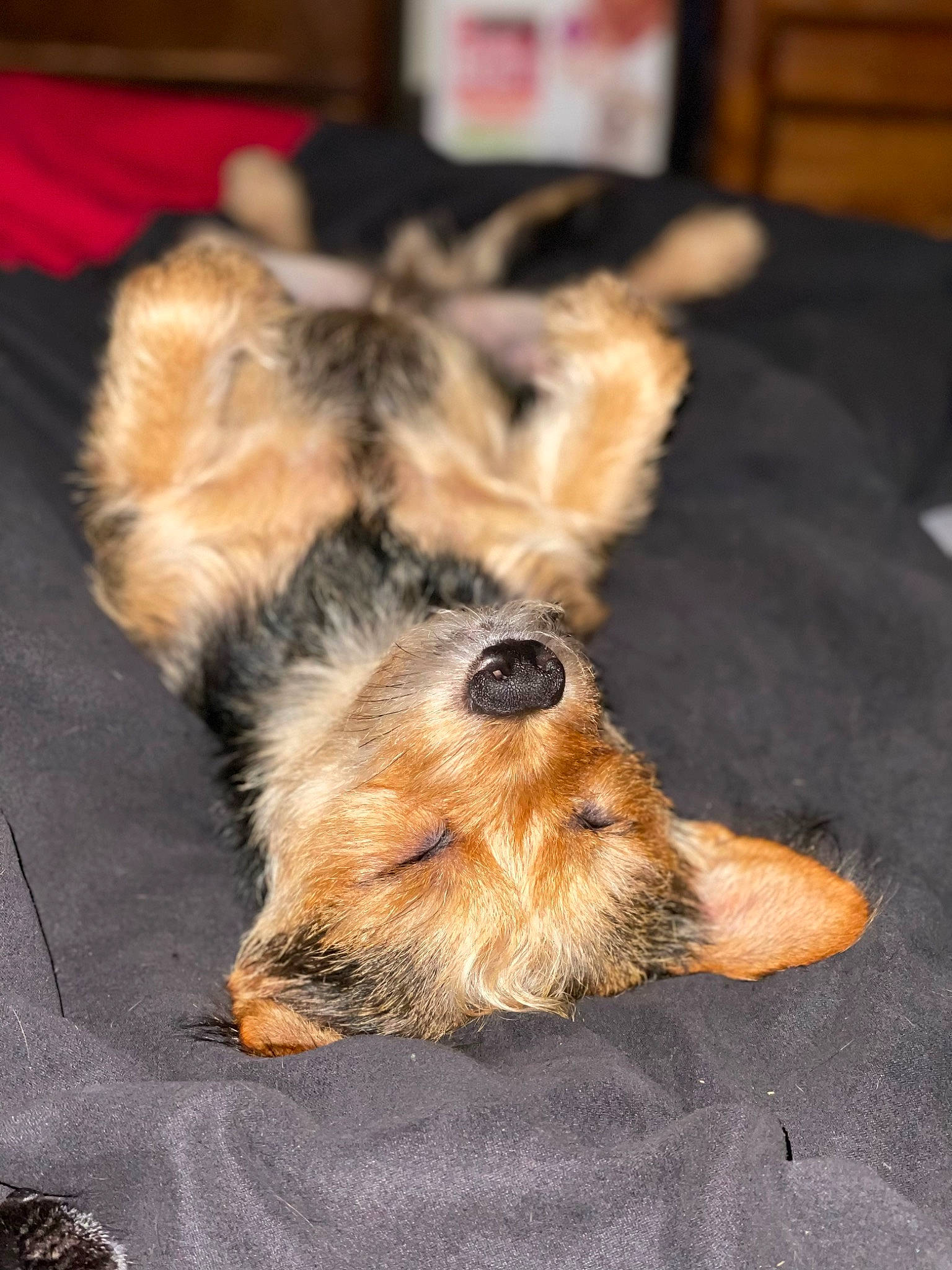 Otis is registered to the contest to win money with this photo: carnivore, claw, companion_dog, dog, dog_breed, event, flooring, fur, paw, small_terrier, terrier