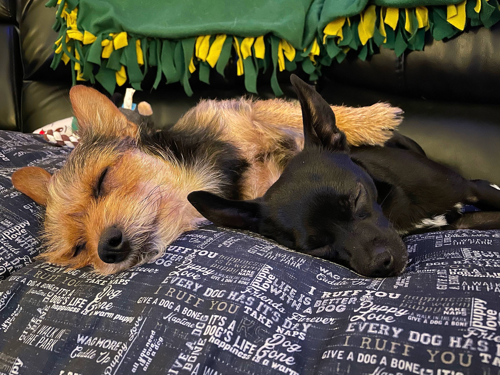 Otis joined the competition — help win amazing prizes! art, canidae, carnivore, comfort, companion_dog, dog, dog_breed, dog_supply, fur, nap, paw, plant, publication, sporting_group, terrestrial_animal, whiskers, working_animal