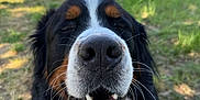 Schweppes a rejoint le concours — aidez-le/la à gagner de superbes lots ! dog, bernese_mountain_dog, close_up, smiling, happy, outdoor, grass, sunlight, pet, canine, animal, muzzle, whiskers, fur, black_fur, white_fur, brown_fur, nature, yard, daytime