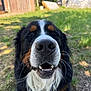 dog, bernese_mountain_dog, close_up, smiling, happy, outdoor, grass, sunlight, pet, canine, animal, muzzle, whiskers, fur, black_fur, white_fur, brown_fur, nature, yard, daytime