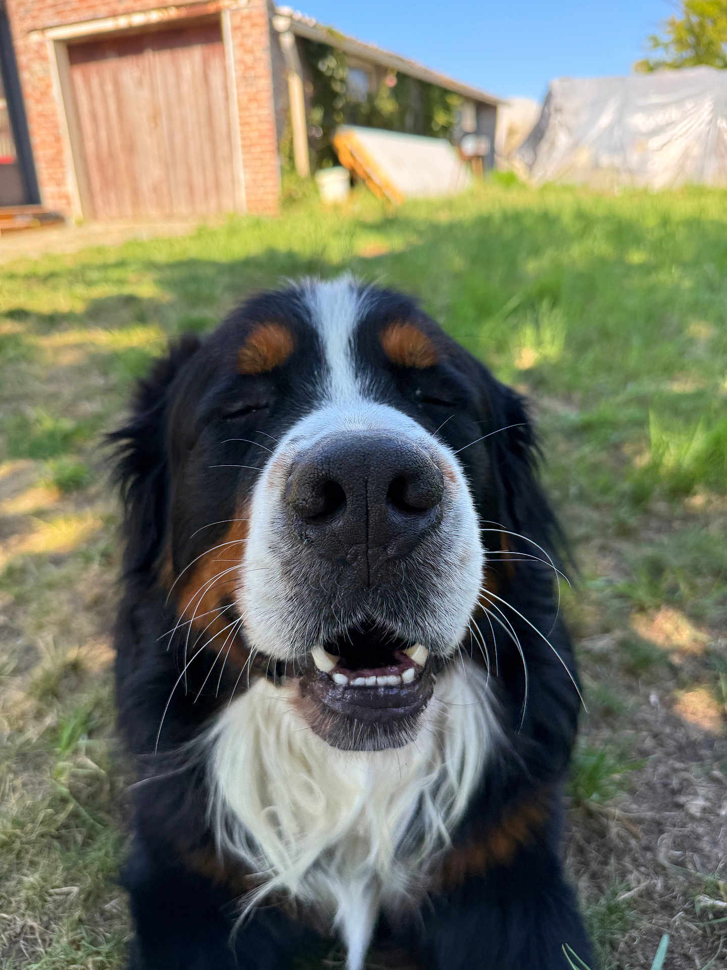 Schweppes a rejoint le concours — aidez-le/la à gagner de superbes lots ! dog, bernese_mountain_dog, close_up, smiling, happy, outdoor, grass, sunlight, pet, canine, animal, muzzle, whiskers, fur, black_fur, white_fur, brown_fur, nature, yard, daytime