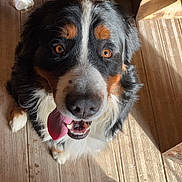 Schweppes participe au concours pour gagner de l'argent avec cette photo : dog, bernese_mountain_dog, tongue_out, wooden_floor, sunlight, shoes, plastic_bottle, pet, animal, indoor, brown, black, white, fur, happy, looking_up, close_up, floorboards, casual, home