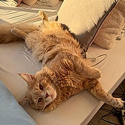 Yago a rejoint le concours — aidez-le/la à gagner de superbes lots ! cat, orange_cat, fluffy, lying_down, bed, pillow, sunlight, cozy, relaxed, indoor, feline, pet, whiskers, fur, sleepy, cute, animal, home, resting, comfort