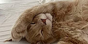 Yago a rejoint le concours — aidez-le/la à gagner de superbes lots ! cat, ginger_cat, sleeping, nap, bed, white_bed, fluffy, paw, relaxed, cozy, indoor, pet, feline, cute, resting, whiskers, fur, close_up, animal, domestic_cat