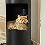 Yago participe au concours pour gagner de l'argent avec cette photo : cat, orange_cat, fluffy, pet, indoor, feline, resting, animal, modern_furniture, black_cylinder, floor, home_interior, curious, relaxed, contemplative, whiskers, ears, paws, window, shadow