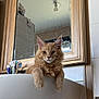 Yago a rejoint le concours — aidez-le/la à gagner de superbes lots ! cat, ginger_cat, fluffy, sink, bathroom, mirror, toothbrush, toothpaste, light_bulb, reflection, pet, feline, domestic_animal, relaxed, curious, fur, whiskers, paws, indoor, household