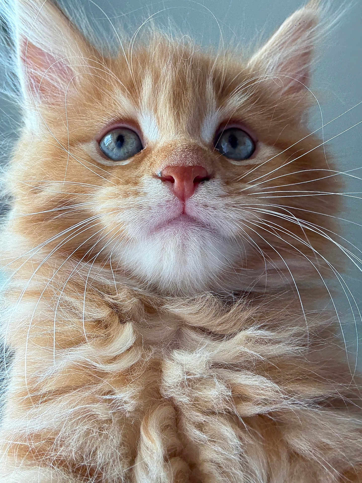 Akira
