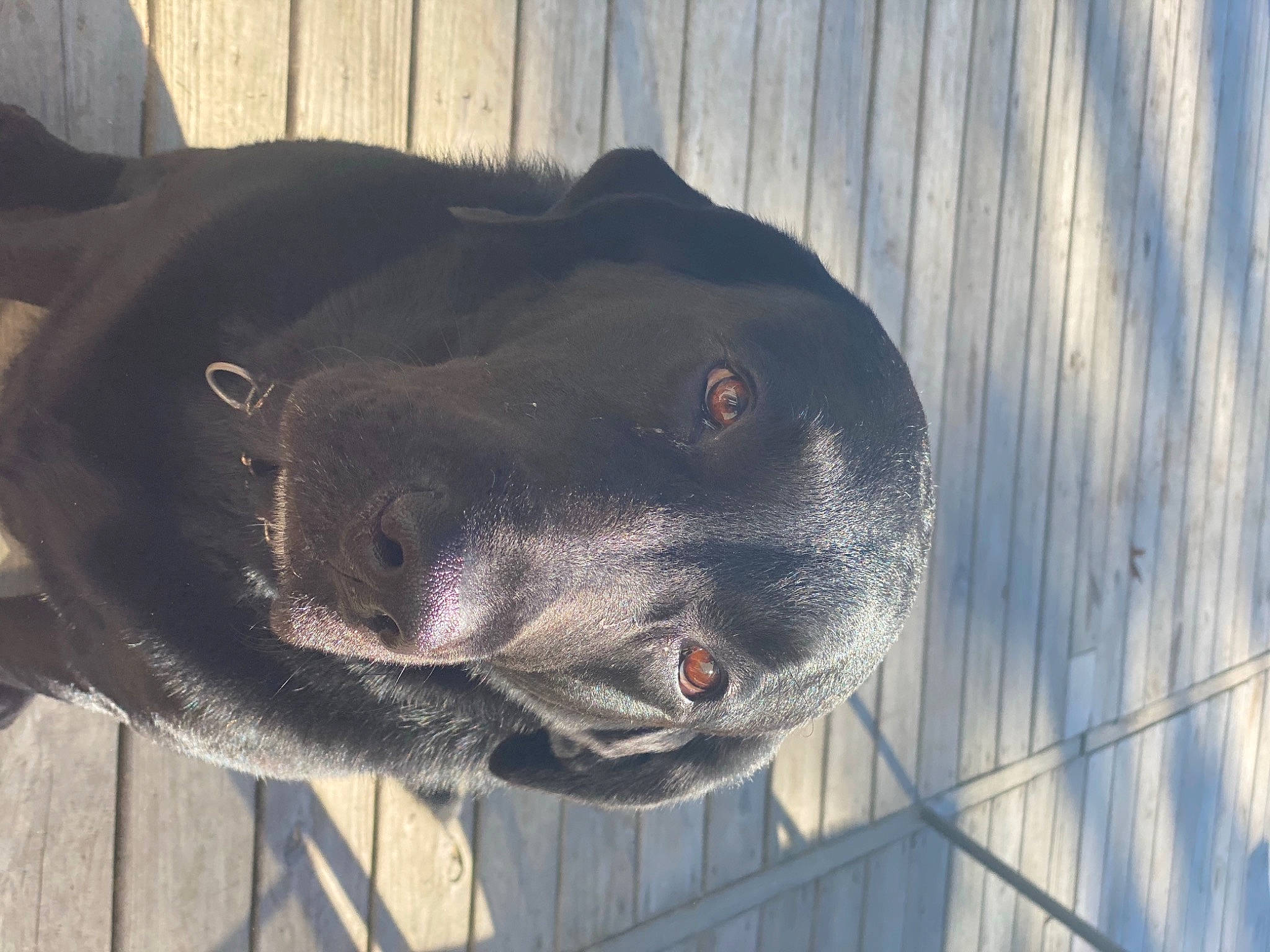 Seven joined the competition — help win amazing prizes! american_pit_bull_terrier, american_staffordshire_terrier, borador, canidae, carnivore, dog, dog_breed, labrador_retriever, non_sporting_group, nose, snout, sporting_group, staffordshire_bull_terrier