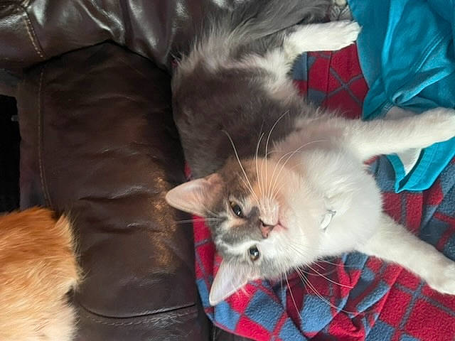 Boe joined the competition — help win amazing prizes! balinese, carnivore, cat, chair, claw, comfort, companion_dog, dog_breed, domestic_short_haired_cat, fawn, felidae, fur, lap, mammal, paw, small_to_medium_sized_cats, tail, thai, whiskers