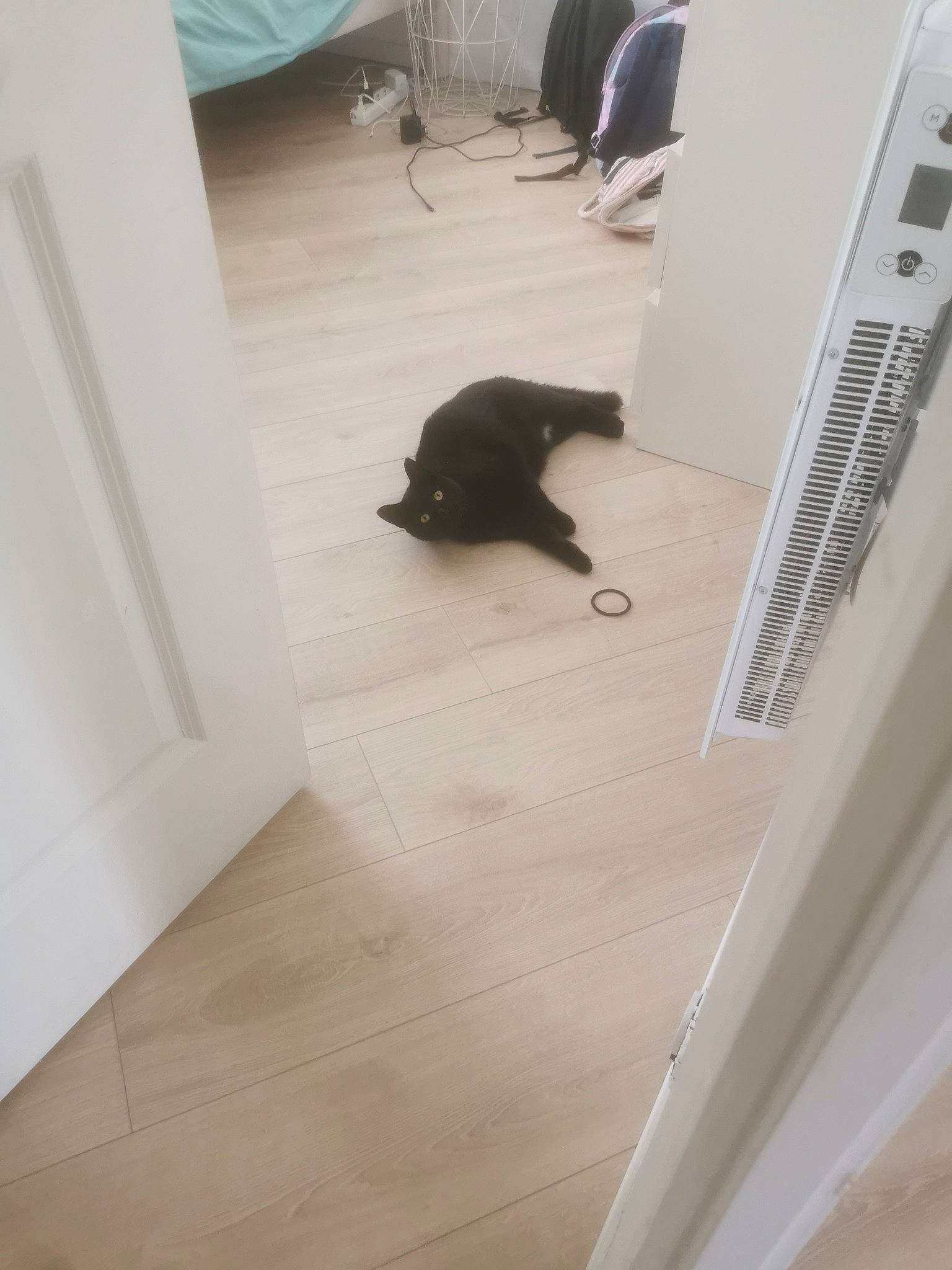 Mimine a rejoint le concours — aidez-le/la à gagner de superbes lots ! carnivore, cat, comfort, companion_dog, dog_breed, felidae, floor, flooring, hardwood, laminate_flooring, plank, plywood, room, small_to_medium_sized_cats, sporting_group, stairs, tail, wood, wood_flooring, wood_stain