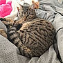 animal, bed, blanket, cat, cozy, cute, domestic, feline, fur, indoor, pet, pillow, relaxed, resting, sleepy, soft, striped, tabby, tail, whiskers