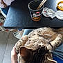 Lardon a rejoint le concours — aidez-le/la à gagner de superbes lots ! blue_jeans, brown_cat, casual, cat, chopsticks, clothing, cozy, cup_noodles, floor, food_container, hand, indoor, lap, person, relaxing, seated, tabby, table, tile_floor, white_shoe