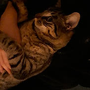 Lardon a rejoint le concours — aidez-le/la à gagner de superbes lots ! animal, arm, cat, closeup, comfort, companion, cozy, dark, ears, feline, fur, hand, holding, indoor, person, pet, resting, striped, tabby, whiskers