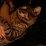 animal, arm, cat, closeup, comfort, companion, cozy, dark, ears, feline, fur, hand, holding, indoor, person, pet, resting, striped, tabby, whiskers