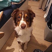 Upsy a rejoint le concours — aidez-le/la à gagner de superbes lots ! animal, bedding, bedroom, brown_and_white, canine, cozy, cute, dog, domestic, ears, floor, fur, furniture, indoor, leopard_print, looking_up, pet, pet_bed, storage_box, wooden_floor