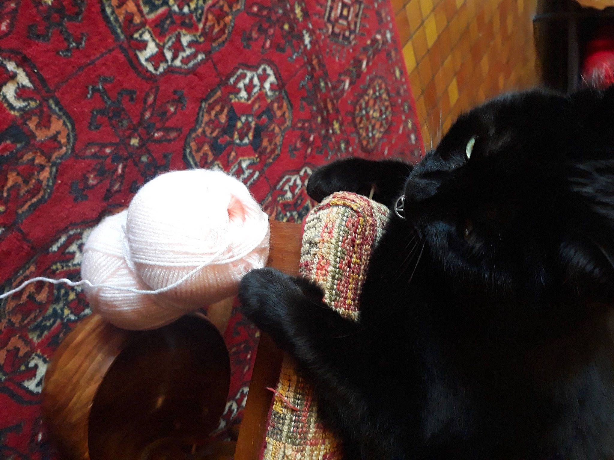 Galak participe au concours pour gagner de l'argent avec cette photo : baseball_cap, black_hair, cap, carnivore, cat, fashion_accessory, felidae, fur, knit_cap, magenta, mammal, organism, pattern, small_to_medium_sized_cats, textile, tree, vertebrate, whiskers, wool, woolen