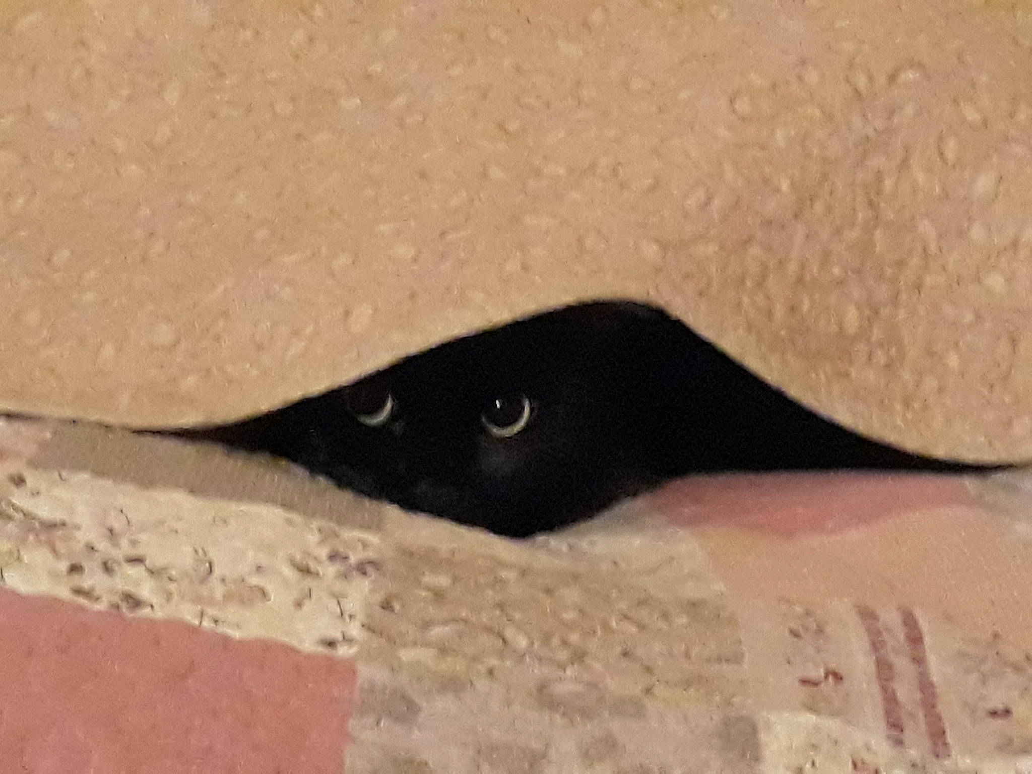 Galak a rejoint le concours — aidez-le/la à gagner de superbes lots ! carnivore, eye, fin, fish, fur, marine_mammal, natural_material, snout, terrestrial_animal, whiskers