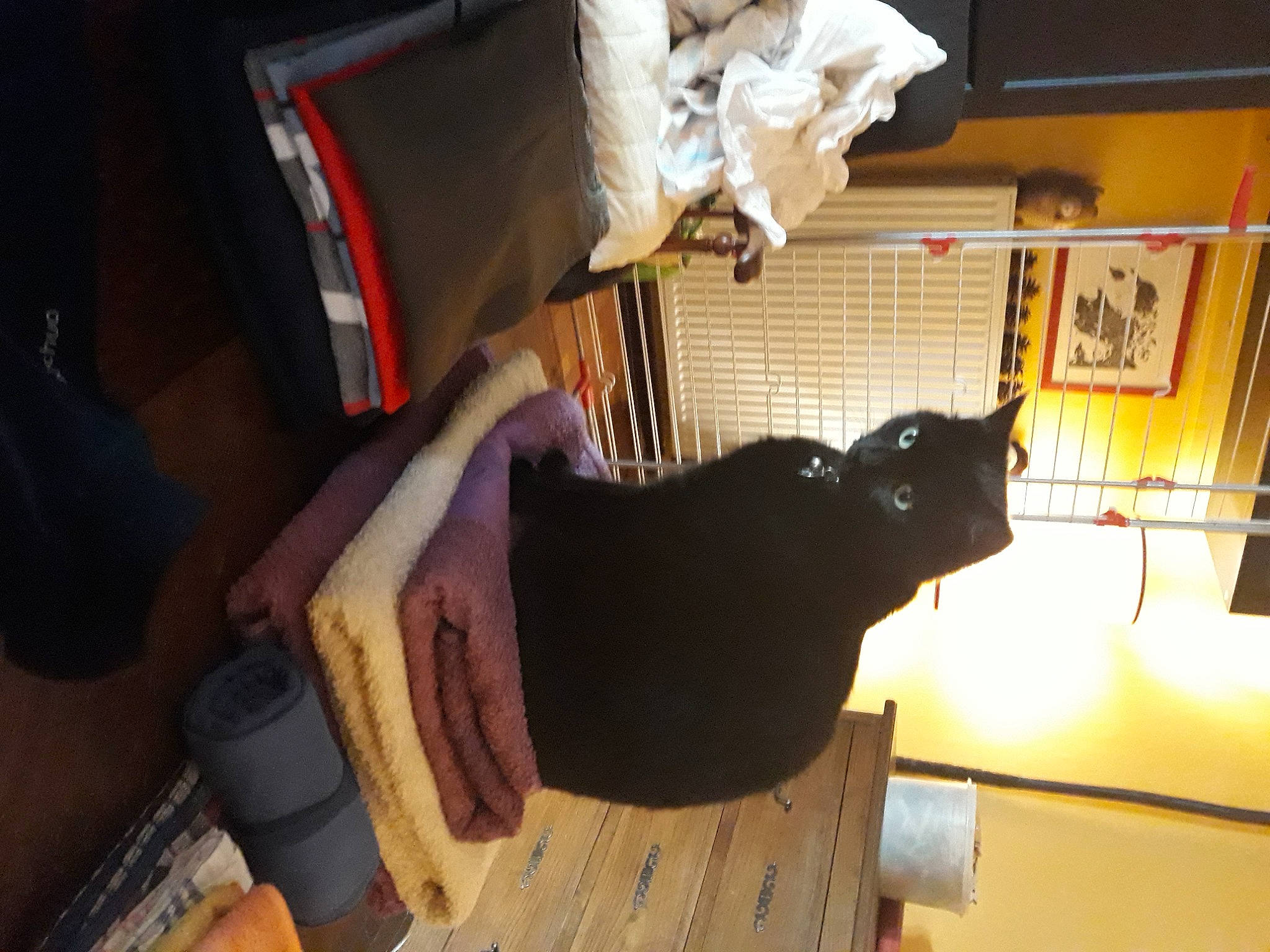 Galak participe au concours pour gagner de l'argent avec cette photo : bag, black_cat, bombay, carnivore, cat, comfort, domestic_short_haired_cat, felidae, flooring, fur, hardwood, luggage_and_bags, picture_frame, room, small_to_medium_sized_cats, tail, whiskers, wood