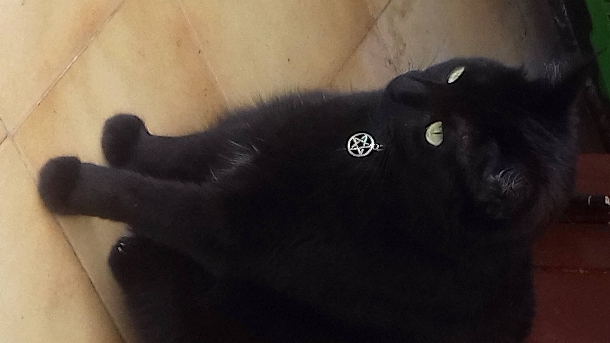 Galak participe au concours pour gagner de l'argent avec cette photo : carnivore, cat, claw, collar, comfort, dog_breed, ear, felidae, fur, gesture, natural_material, small_to_medium_sized_cats, snout, sporting_group, tail, terrestrial_animal, whiskers