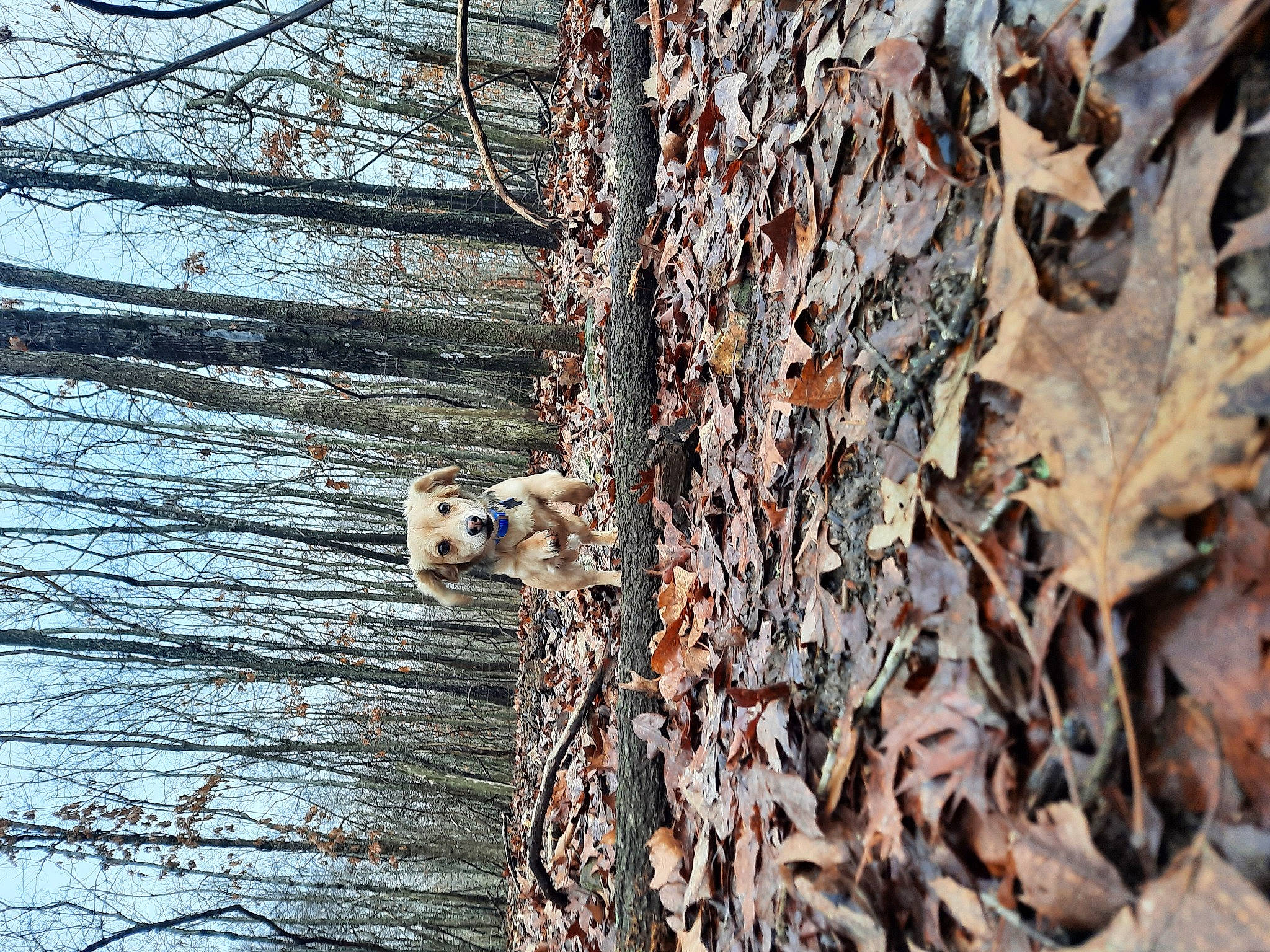 Mouse is registered to the contest to win money with this photo: birch_family, deciduous, forest, freezing, metal, natural_material, northern_hardwood_forest, plant, plant_stem, rust, sky, tree, trunk, twig, water, wildlife, winter, wood, woodland