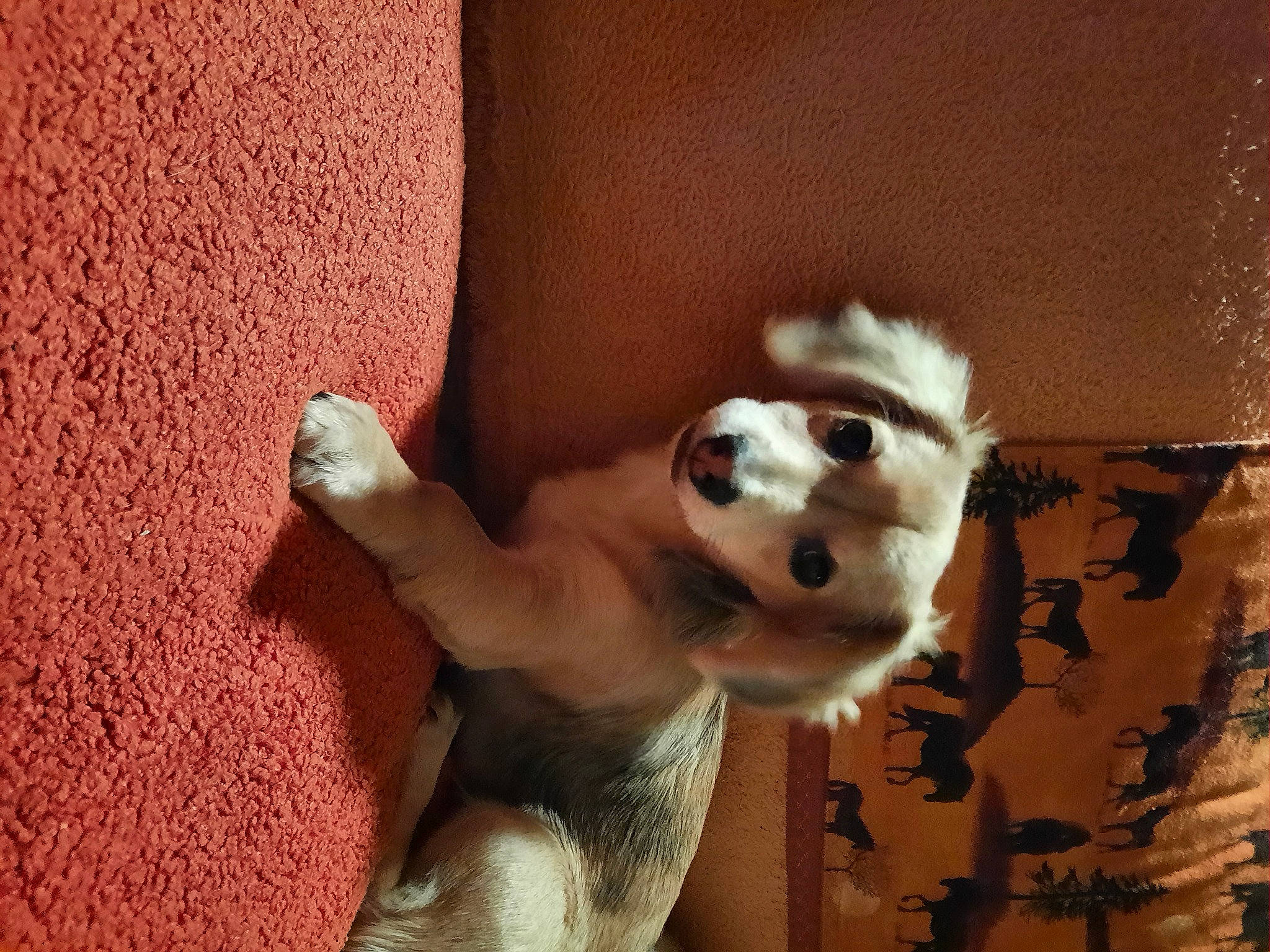 Mouse joined the competition — help win amazing prizes! art, bone, canidae, carnivore, companion_dog, dog_breed, doll, door, fawn, flooring, fur, plush, room, snout, sporting_group, stuffed_toy, tail, toy, whiskers, wood