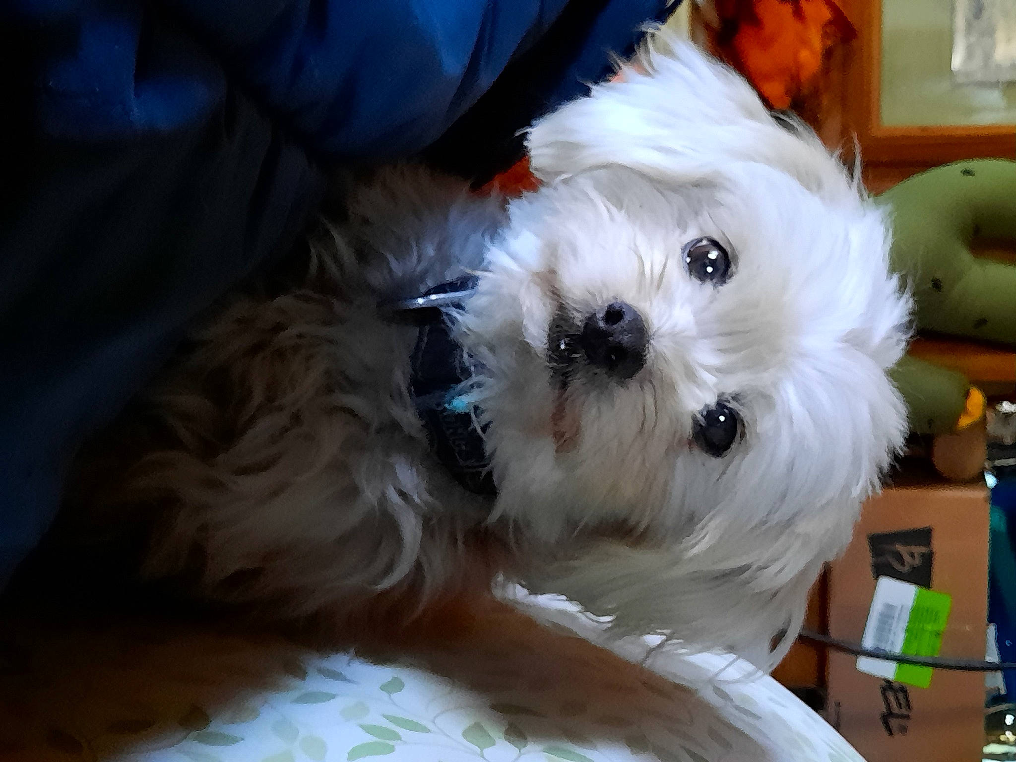 Maggie joined the competition — help win amazing prizes! canidae, carnivore, companion_dog, dog, dog_breed, fawn, fur, mal_shi, maltepoo, poodle_crossbreed, puppy_love, shih_poo, shih_tzu, small_terrier, snout, sporting_group, terrier, toy_dog, working_animal, yorkipoo