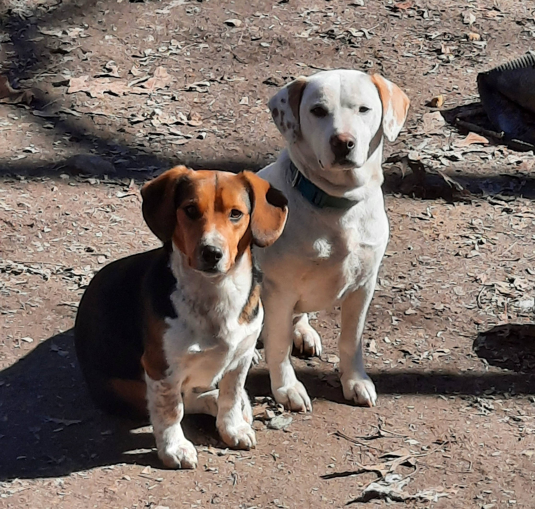 Blue is registered to the contest to win money with this photo: canidae, carnivore, collar, companion_dog, dog, dog_breed, fawn, hunting_dog, liquid, mammal, pet_supply, road_surface, snout, soil, sporting_group