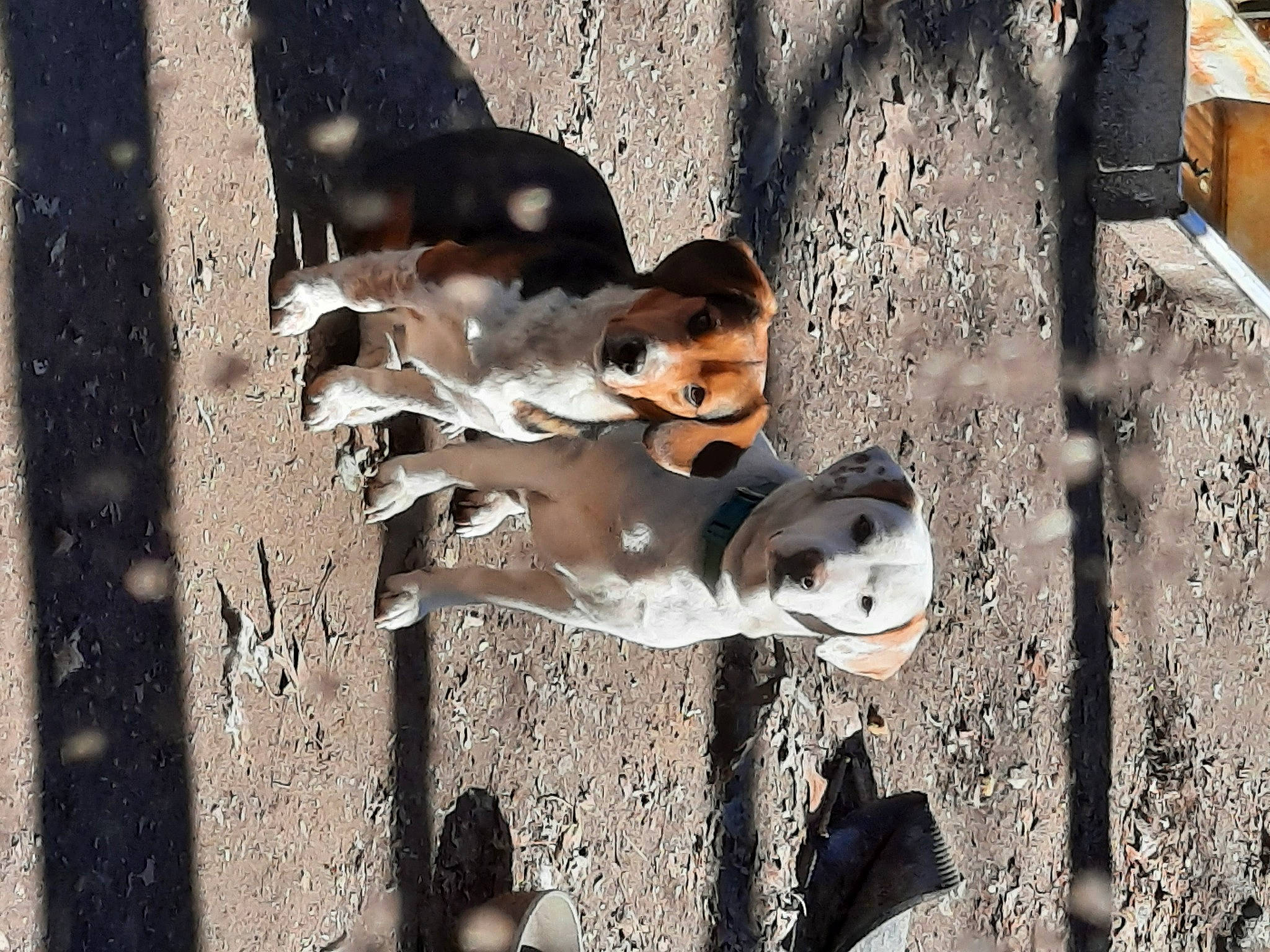 Green joined the competition — help win amazing prizes! art, asphalt, carnivore, companion_dog, concrete, dog, dog_breed, eyewear, metal, road, road_surface, shadow, sidewalk, soil, street, sunglasses, tints_and_shades, visual_arts, wood