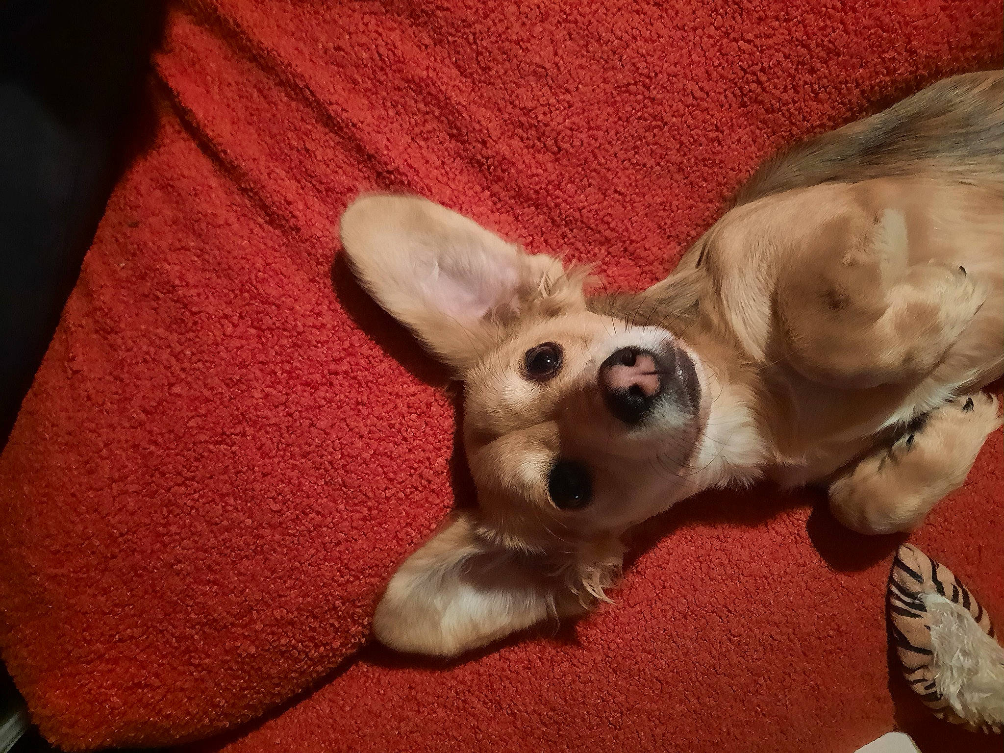 Mouse is registered to the contest to win money with this photo: canidae, carnivore, chihuahua, comfort, companion_dog, couch, dog, dog_breed, dog_supply, ear, fawn, fur, paw, snout, sporting_group, tail, terrestrial_animal, toy_dog, whiskers, working_animal