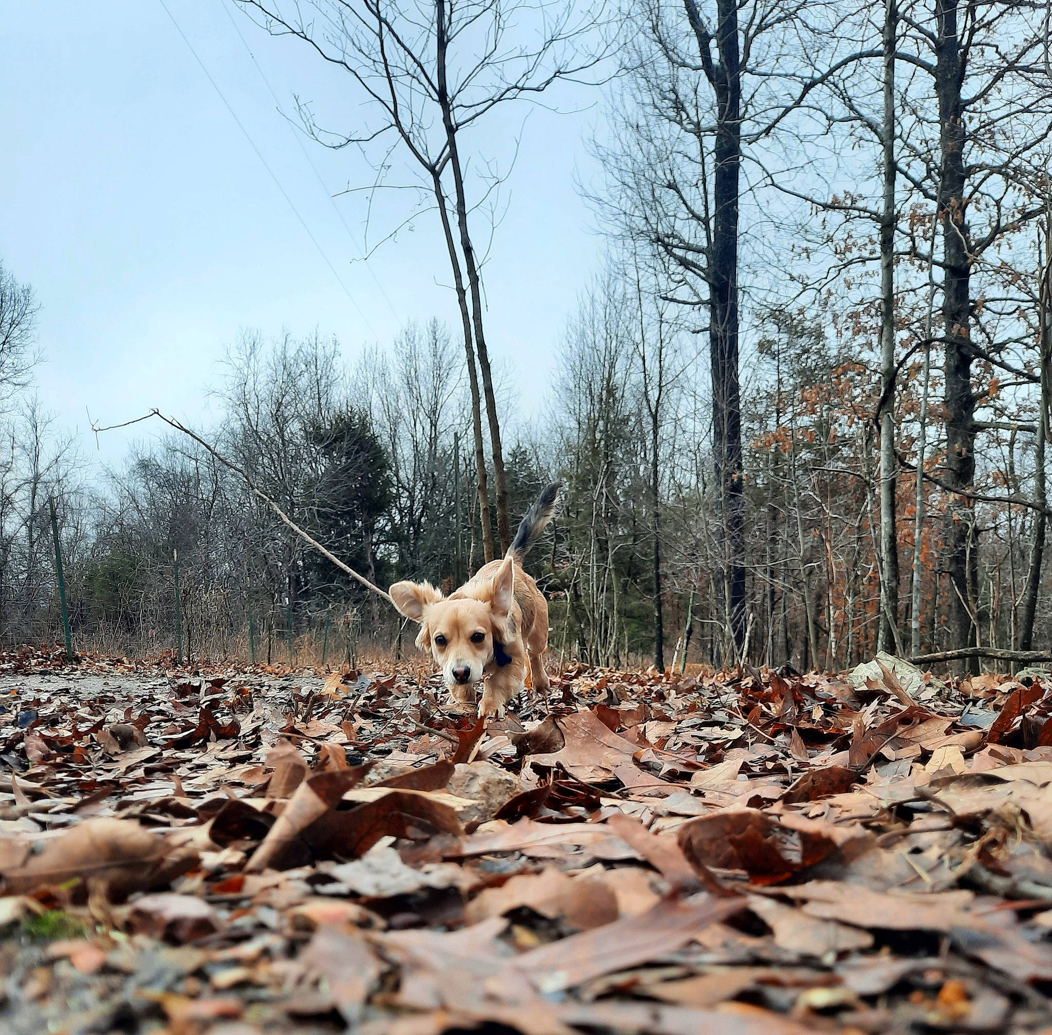 Mouse joined the competition — help win amazing prizes! carnivore, companion_dog, deciduous, dog, dog_breed, fawn, forest, grass, landscape, natural_landscape, plant, sky, soil, tail, tree, trunk, twig, wood, woodland, working_animal