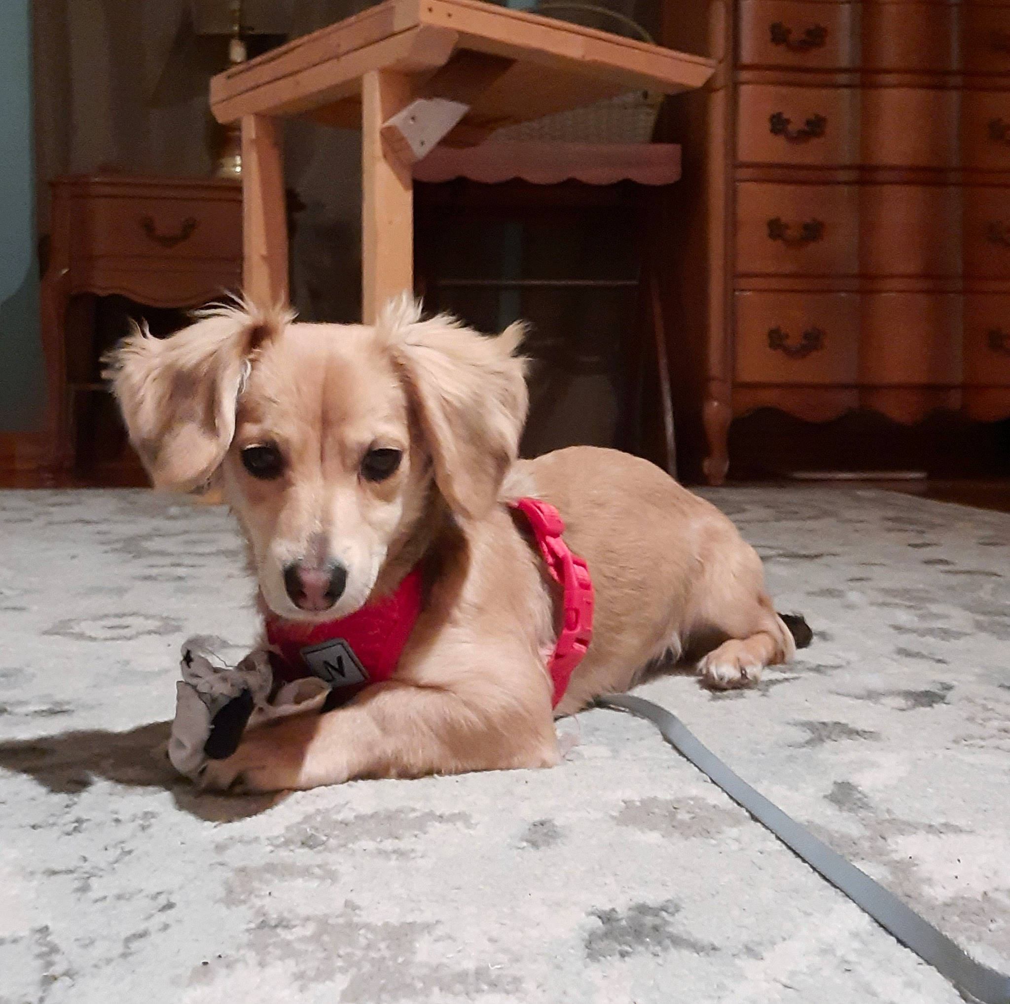 Mouse is registered to the contest to win money with this photo: cabinetry, carnivore, chest, chest_of_drawers, collar, companion_dog, dog, dog_breed, dog_collar, dog_supply, drawer, dresser, fashion_accessory, fawn, floor, flooring, hardwood, pet_supply, wood, working_animal