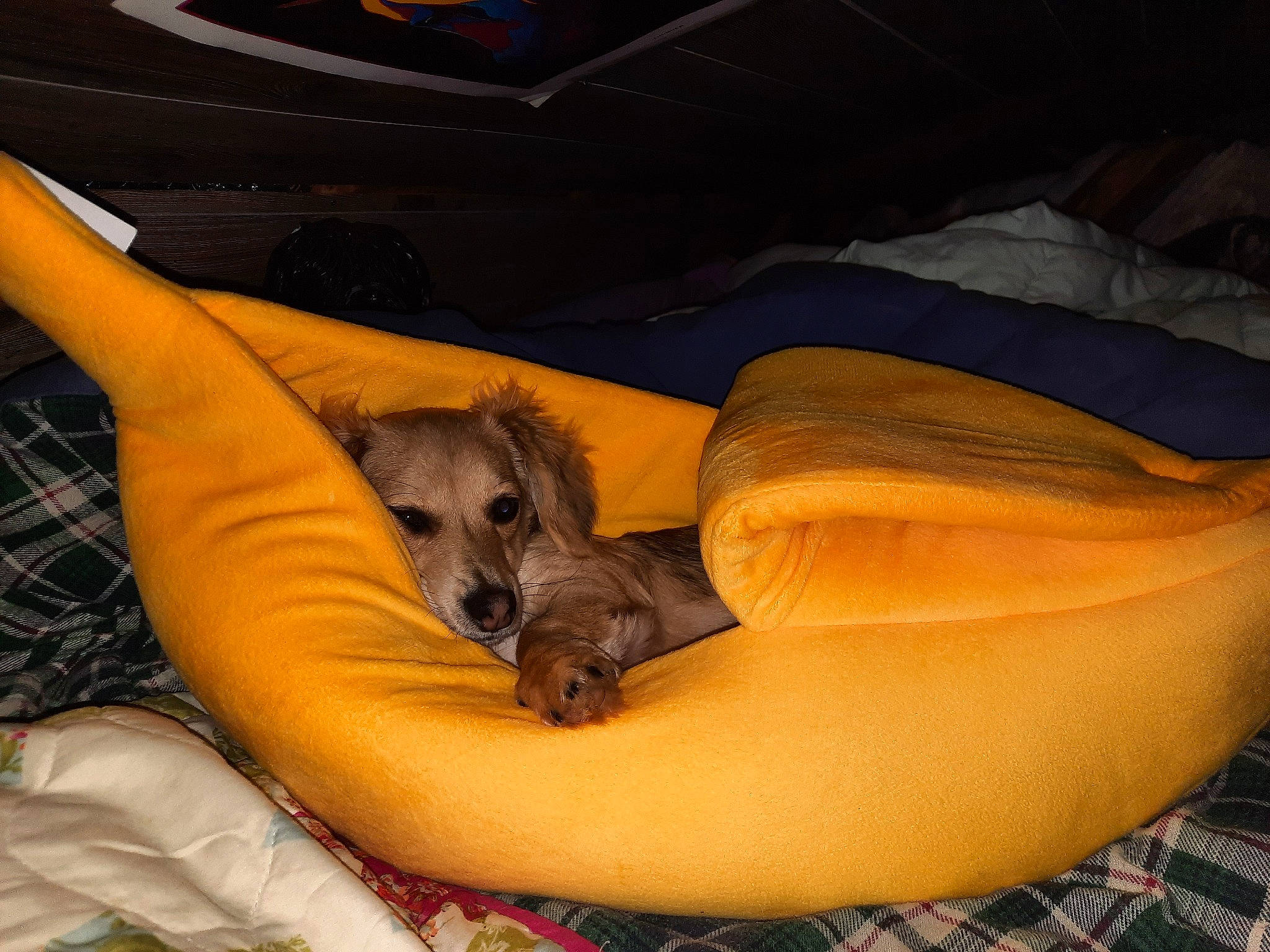 Mouse is registered to the contest to win money with this photo: bean_bag, canidae, carnivore, clock, comfort, companion_dog, couch, dog, dog_breed, fawn, felidae, fur, human_leg, linens, nap, paw, sleep, sporting_group, tints_and_shades, toy_dog