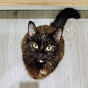 Moquette participe au concours pour gagner de l'argent avec cette photo : cat, tortoiseshell, yellow_eyes, whiskers, fur, tail, wooden_floor, pet, animal, looking_up, curious, indoor, mammal, small_animal, cute, feline, domestic_cat, sitting, shadow, ears