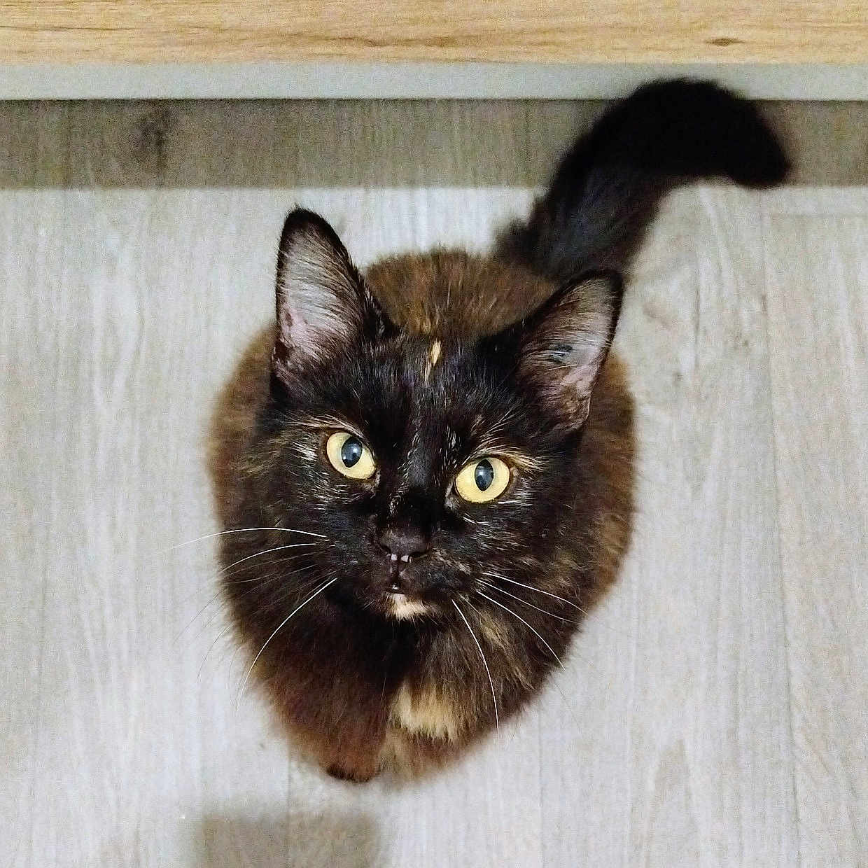 Moquette participe au concours pour gagner de l'argent avec cette photo : animal, cat, curious, cute, domestic_cat, ears, feline, fur, indoor, looking_up, mammal, pet, shadow, sitting, small_animal, tail, tortoiseshell, whiskers, wooden_floor, yellow_eyes