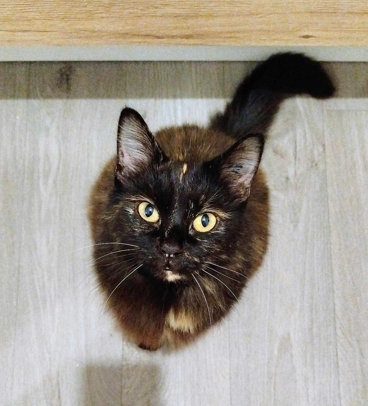 Moquette participe au concours pour gagner de l'argent avec cette photo : cat, tortoiseshell, yellow_eyes, whiskers, fur, tail, wooden_floor, pet, animal, looking_up, curious, indoor, mammal, small_animal, cute, feline, domestic_cat, sitting, shadow, ears