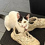 cat, black_and_white, yellow_eyes, sneakers, shoes, mat, floor, curious, pet, indoor, collar, animal, fur, whiskers, paws, looking_at_camera, domestic_cat, resting, close_up, playful