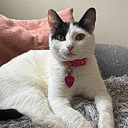 Mina joined the competition — help win amazing prizes! cat, animal, pet, feline, white, black, collar, tag, indoor, pillow, blanket, fur, whiskers, relaxing, cute, portrait, closeup, domestic, resting, soft