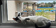 Mina is registered to the contest to win money with this photo: cat, window, screen, black_and_white, relaxed, sleeping, pet, indoor, sunlight, feline, tail, ears, whiskers, suburban, backyard, deck, greenery, daytime, house, sink