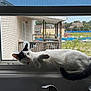 cat, window, screen, black_and_white, relaxed, sleeping, pet, indoor, sunlight, feline, tail, ears, whiskers, suburban, backyard, deck, greenery, daytime, house, sink