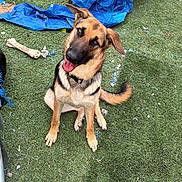 Copdog is registered to the contest to win money with this photo: animal, artificial_grass, blue_tarp, bone, canine, cheerful, collar, daylight, dog, ears, fur, german_shepherd, grass, looking_up, outdoor, pet, playful, sitting, tail, tongue_out