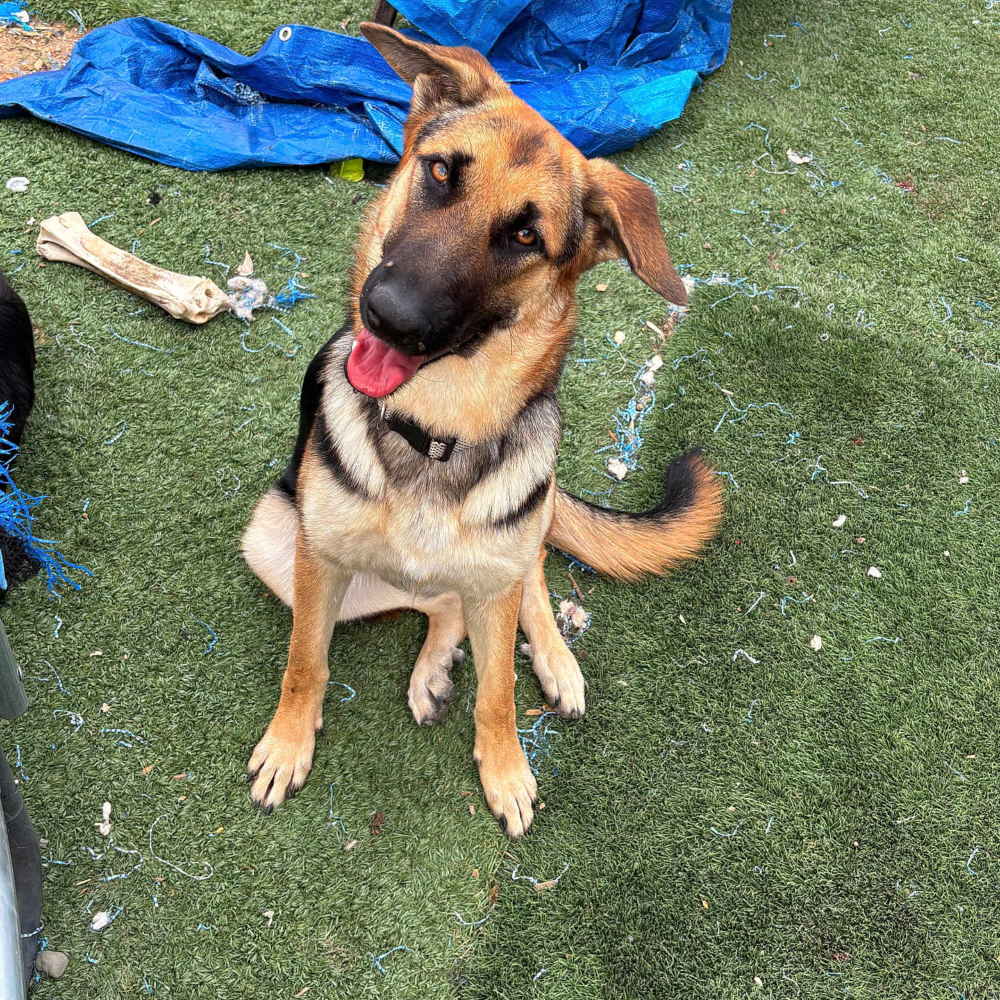 Copdog is registered to the contest to win money with this photo: animal, artificial_grass, blue_tarp, bone, canine, cheerful, collar, daylight, dog, ears, fur, german_shepherd, grass, looking_up, outdoor, pet, playful, sitting, tail, tongue_out