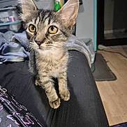 Mimi joined the competition — help win amazing prizes! animal, bag, blanket, cat, closeup, cozy, curious, domestic, ears, feline, floor, fur, household, indoor, kitten, pet, tabby, whiskers, yellow_eyes, young