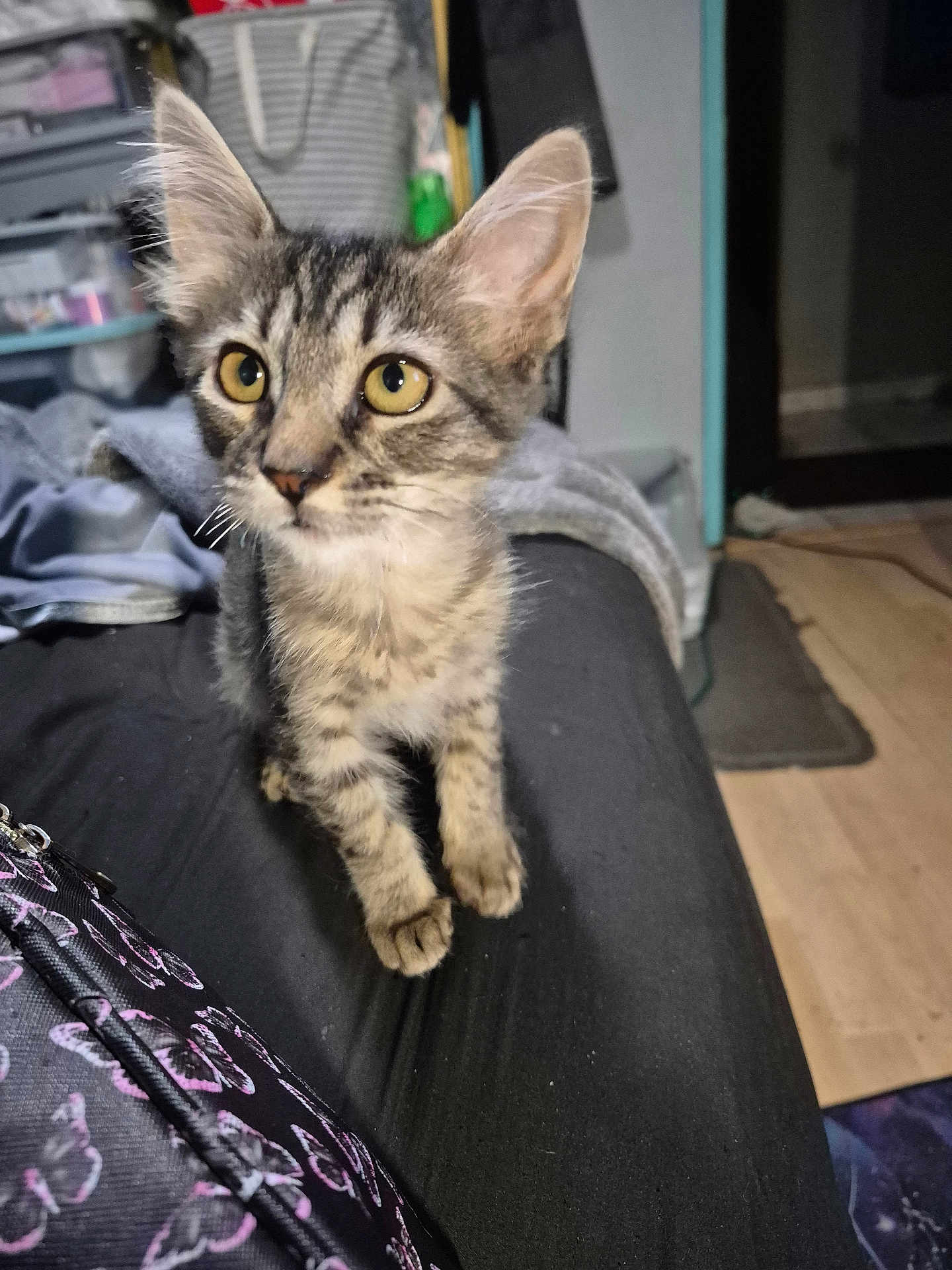 Mimi