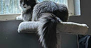 Elvis joined the competition — help win amazing prizes! cat, gray_cat, fluffy_tail, cat_tree, window, indoor, pet, feline, resting, curious, natural_light, vertical_bars, home_interior, scratched_post, animal, domestic_cat, looking, sitting, soft_fur, quiet