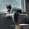 cat, gray_cat, fluffy_tail, cat_tree, window, indoor, pet, feline, resting, curious, natural_light, vertical_bars, home_interior, scratched_post, animal, domestic_cat, looking, sitting, soft_fur, quiet